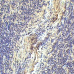 Immunohistochemistry of LAG-3 in human lymph node tissue with LAG-3 single domain antibody at 1 μg/mL.