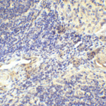 Immunohistochemistry of LAG-3 in human lymph node tissue with LAG-3 single domain antibody at 1 μg/mL.