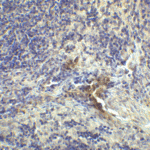 Immunohistochemistry of LAG-3 in human lymph node tissue with LAG-3 single domain antibody at 1 μg/mL.