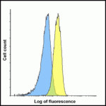 Flow cytometry analysis of LAG-3 over expressing HEK293 cells using LAG-3 antibody at 1 μg/ml. Blue: untransfected HEK293 cells. Yellow: LAG-3 over expressing HEK293 cells.