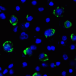 Immunofluorescence of LAG-3 in over expressing HEK293 cells using LAG-3 Antibody at 2 μg/ml.<br><br>Green: LAG3 Antibody [1G4] (RF16089) <br> Blue: DAPI staining