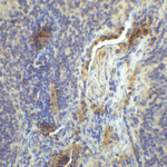 Immunohistochemistry of LAG-3 in human lymph node tissue with LAG-3 single domain antibody at 1 μg/mL.