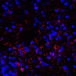 Immunofluorescence of LAG-3 in over human spleen tissue using LAG-3 Antibody at 10 μg/ml.<br><br>Red: LAG3 Antibody [2G8] (RF16082) <br> Blue: DAPI staining