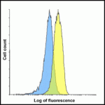 Flow cytometry analysis of LAG-3 over expressing HEK293 cells using LAG-3 antibody at 1 μg/ml. Blue: untransfected HEK293 cells. Yellow: LAG-3 over expressing HEK293 cells.