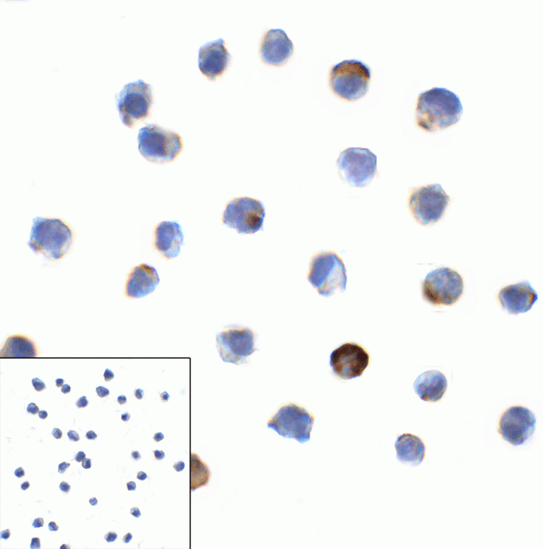 LAG3 Antibody [6B12]