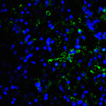 Immunofluorescence of LAG-3 in over human spleen tissue using LAG-3 Antibody at 10 μg/ml.<br><br>Green: LAG3 Antibody [6B12] (RF16086) <br> Blue: DAPI staining