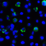 Immunofluorescence of LAG-3 in over expressing HEK293 cells using LAG-3 Antibody at 2 μg/ml.<br><br>Green: LAG3 Antibody [6B12] (RF16086) <br> Blue: DAPI staining