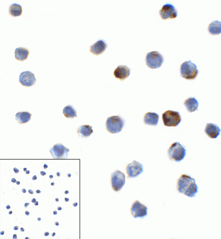 LAG3 Antibody [6D1]