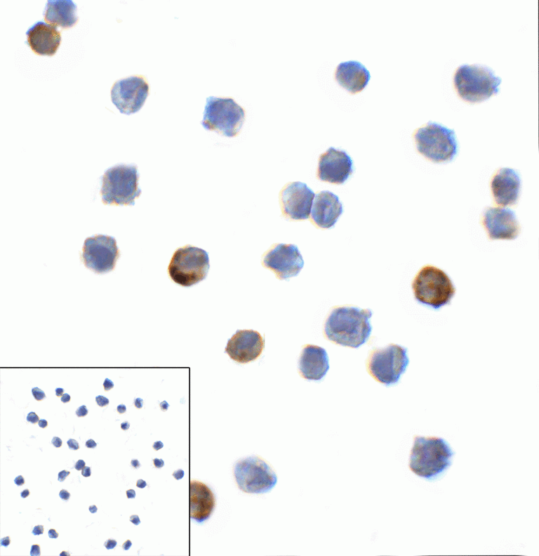 LAG3 Antibody [7A7]