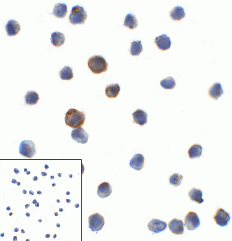 LAG3 Antibody [9F9]
