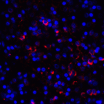 Immunofluorescence of LAG-3 in over human spleen tissue using LAG-3 Antibody at 10 μg/ml.<br><br>Red: LAG3 Antibody [9F9] (RF16084) <br> Blue: DAPI staining
