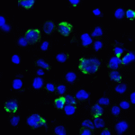 Immunofluorescence of LAG-3 in over expressing HEK293 cells using LAG-3 Antibody at 2 μg/ml.<br><br>Green: LAG3 Antibody [9F9] (RF16084) <br> Blue: DAPI staining