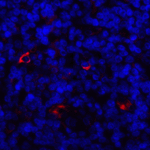 Immunofluorescence of LAG3 in human tonsil tissue with LAG3 antibody at 20 μg/ml.<br><br>Red: LAG3 Antibody (8655) <br> Blue: DAPI staining