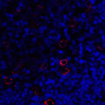Immunofluorescence of LAG3 in human tonsil tissue with LAG3 antibody at 20 μg/ml.