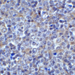 Immunohistochemistry of LAG3 in human tonsil tissue with LAG3 antibody at 5 μg/ml.