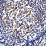 Immunohistochemistry of LAG3 in human tonsil tissue with LAG3 antibody at 2 μg/ml.