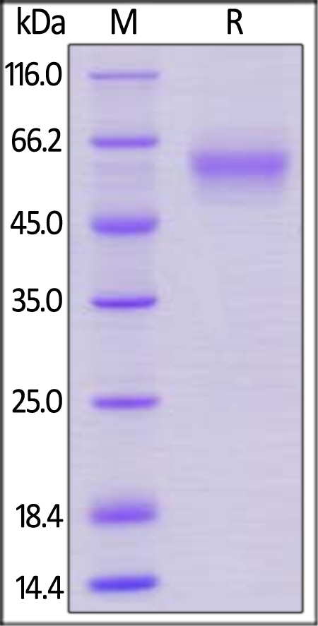 LAIR1 / CD305 Recombinant Protein