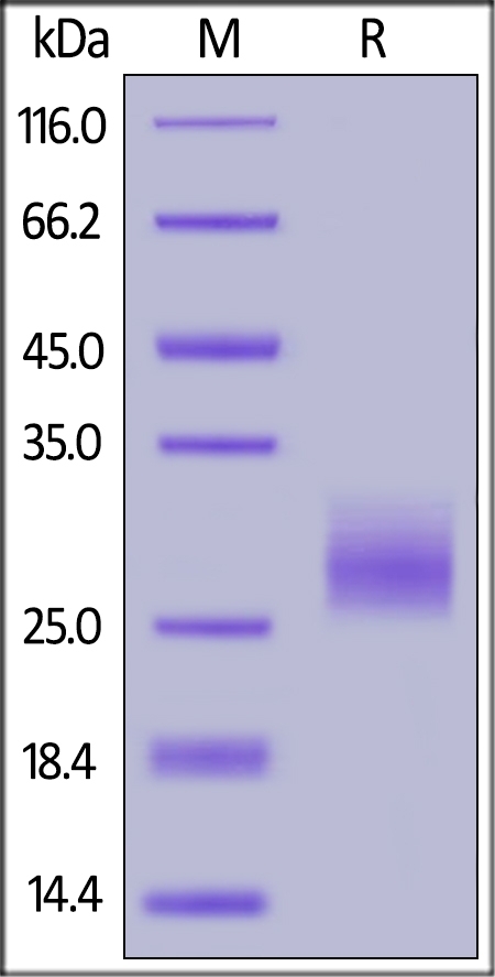 LAIR1 / CD305 Recombinant Protein