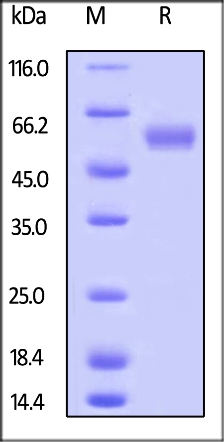 LAIR1 / CD305 Recombinant Protein