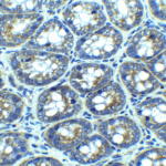 Immunofluorescence of LAMP-1 in Human Colon cells with LAMP-1 antibody at 20 μg/mL.