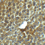 Immunohistochemistry of LAMP-2 in mouse liver tissue with LAMP-2 Antibody at 5 μg/mL.