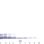 To detect Human LD78-beta by Western Blot analysis this antibody can be used at a concentration of 0.1- 0.2 ug/ml. When used in conjunction with compatible secondary reagents, the detection limit for recombinant Human LD78-beta is 1.5-3.0 ng/lane, under either reducing or non-reducing conditions.