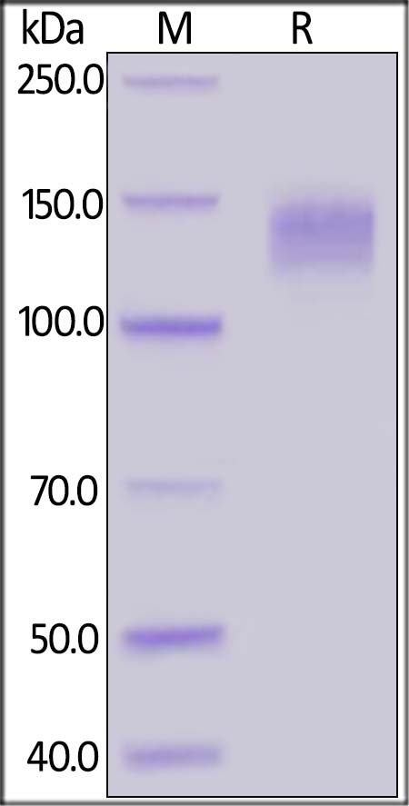 LDL R Recombinant Protein