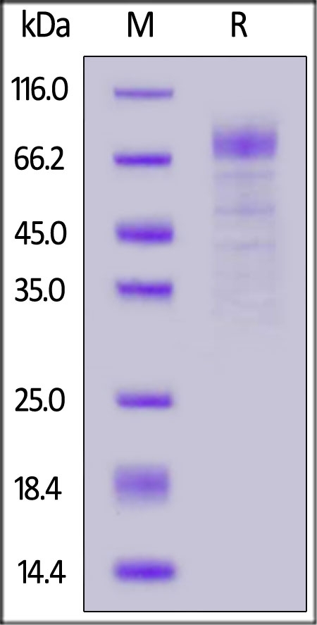 LGR4 /GPR48 Recombinant Protein