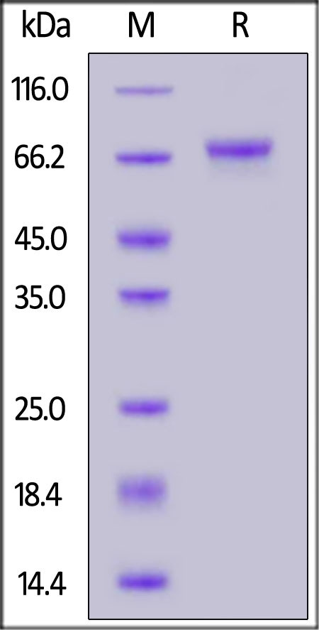 LGR5/GPR49 Recombinant Protein