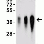 <strong>Figure 3 Western Blot Validation with Recombinant Protein</strong><br>Loading: 15 μg of lysates per lane.Antibodies: LIF 6245, (1: 1 μg/mL, 2: 2μg/mL, 3: 4 μg/mL), 1h incubation at RT in 5% NFDM/TBST.Secondary: Goat anti-rabbit IgG HRP conjugate at 1:10000 dilution.