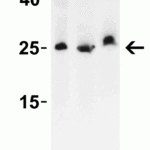 <strong>Figure 4 Western Blot Validation in Mouse Cell Lines and Tissue</strong><br>Loading: 15 μg of lysates per lane.Antibodies: LIF 6245, (1 μg/mL), 1h incubation at RT in 5% NFDM/TBST.Secondary: Goat anti-rabbit IgG HRP conjugate at 1:10000 dilution.