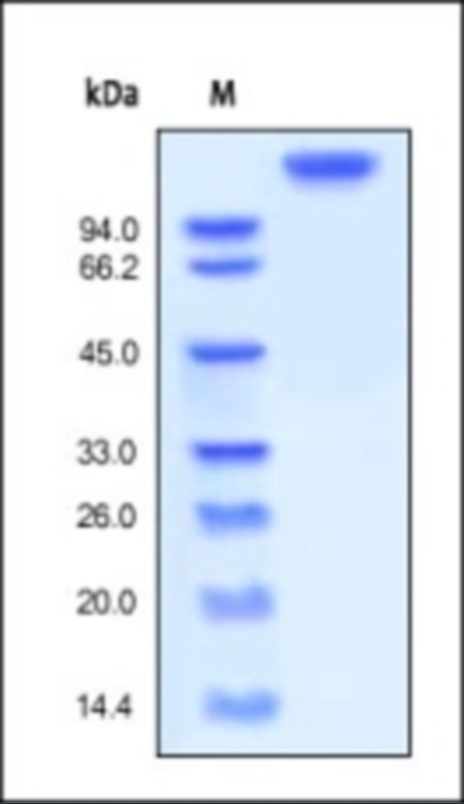LIFR Recombinant Protein