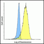 Flow cytometry analysis of LIGHT overexpressing HEK293 cells using LIGHT antibody and control mouse IgG antibody at 10 μg/ml. Blue: Untransfected HEK293 cells. Yellow: LIGHT overexpressing HEK293 cells.