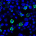 Immunofluorescence of LIGHT in transfected HEK293 cells with LIGHT antibody at 2 μg/mL. <br><br>Green: LIGHT Antibody [7B9E12] (RF16063) <br> Blue: DAPI staining