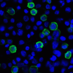 Immunofluorescence of LIGHT in transfected HEK293 cells with LIGHT antibody at 2 μg/mL. <br><br>Green: LIGHT Antibody [7B9F12] (RF16061) <br> Blue: DAPI staining