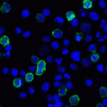 Immunofluorescence of LIGHT in transfected HEK293 cells with LIGHT antibody at 2 μg/mL. <br><br>Green: LIGHT Antibody [7B9H9] (RF16062) <br> Blue: DAPI staining