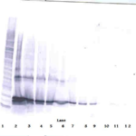 To detect hLIGHT by Western Blot analysis this antibody can be used at a concentration of 0.1 - 0.2 ug/ml. Used in conjunction with compatible secondary reagents the detection limit for recombinant hLIGHT is 1.5 - 3.0 ng/lane, under either reducing or non-reducing conditions.