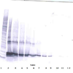 To detect hLIGHT by Western Blot analysis this antibody can be used at a concentration of 0.1 - 0.2 ug/ml. Used in conjunction with compatible secondary reagents the detection limit for recombinant hLIGHT is 1.5 - 3.0 ng/lane, under either reducing or non-reducing conditions.
