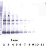 To detect hLIGHT by Western Blot analysis this antibody can be used at a concentration of 0.1 - 0.2 ug/ml. Used in conjunction with compatible secondary reagents the detection limit for recombinant hLIGHT is 1.5 - 3.0 ng/lane, under either reducing or non-reducing conditions.