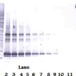 To detect hLIGHT by Western Blot analysis this antibody can be used at a concentration of 0.1 - 0.2 ug/ml. Used in conjunction with compatible secondary reagents the detection limit for recombinant hLIGHT is 1.5 - 3.0 ng/lane, under either reducing or non-reducing conditions.