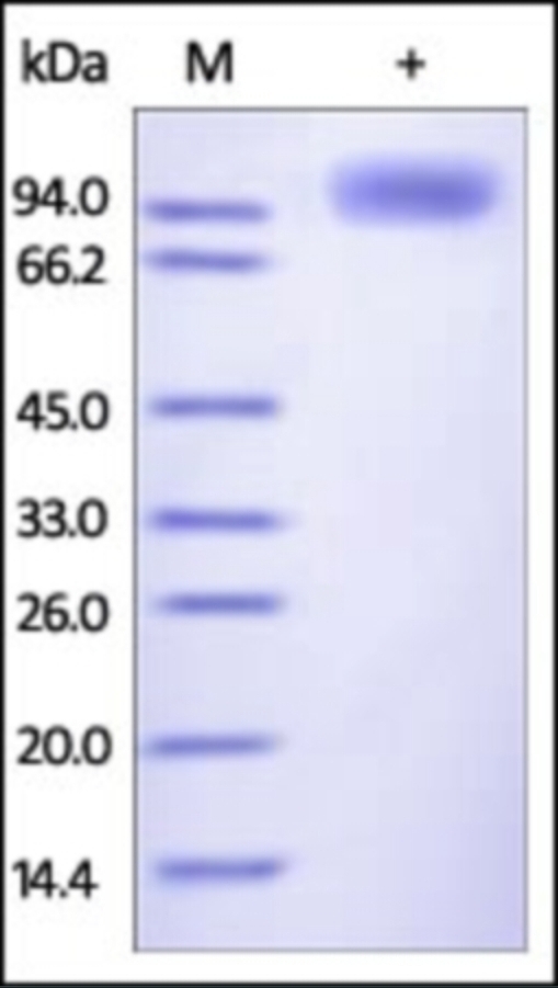 LILRB1 Recombinant Protein