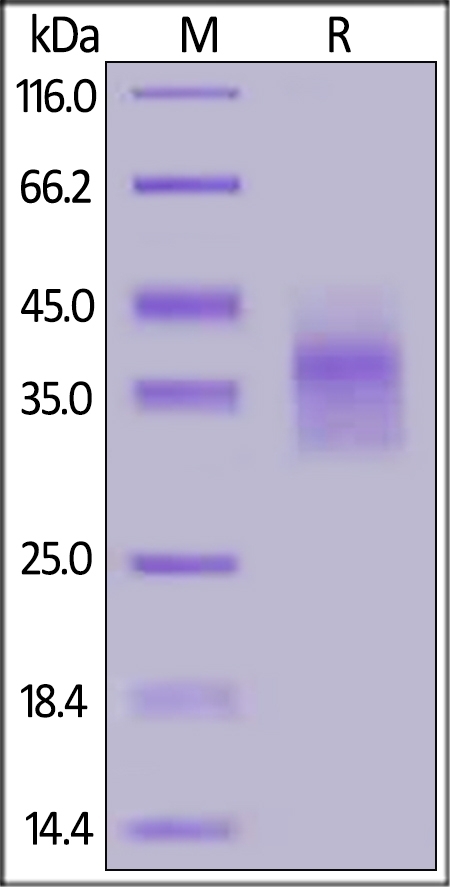 LILRB4 / CD85k / ILT3 Recombinant Protein