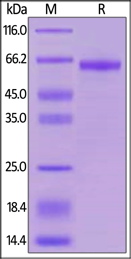 LILRB4 / CD85k / ILT3 Recombinant Protein