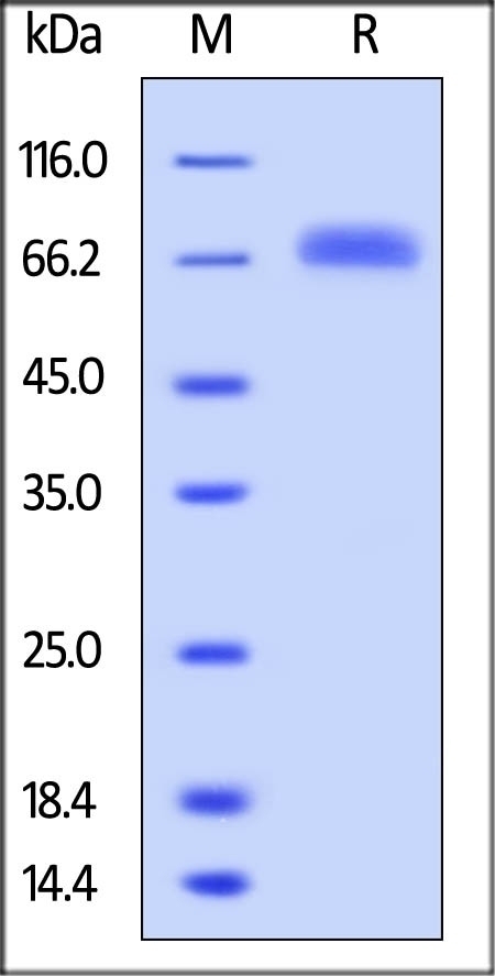 LILRB5 Recombinant Protein