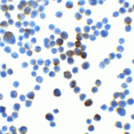 Immunocytochemistry of LIN54 in HeLa cells with LIN54 at 2.5 μg/mL.