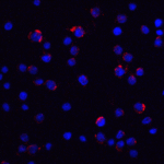 Immunofluorescence of LIN54 in HeLa cells with LIN54 antibody at 20 μg/ml.<br><br>Red: LIN54 Antibody (7933) <br> Blue: DAPI staining