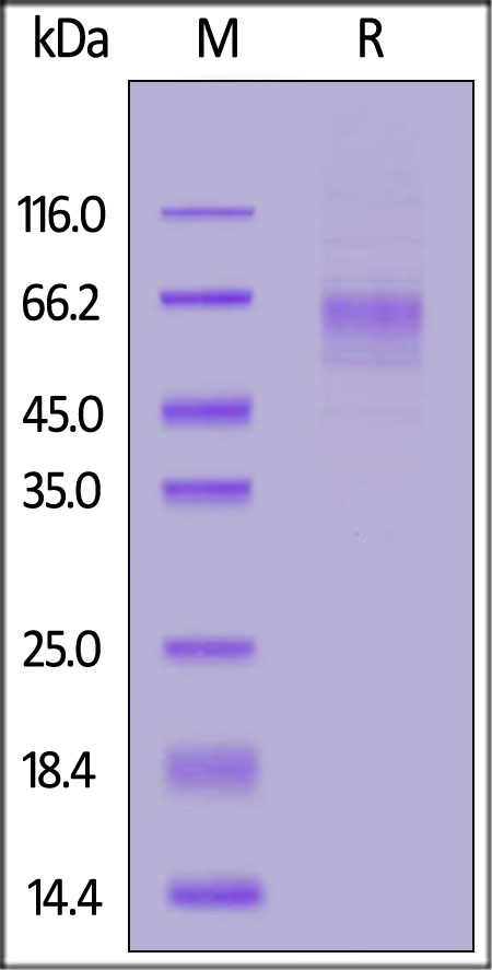LIV-1 / SLC39A6 Recombinant Protein