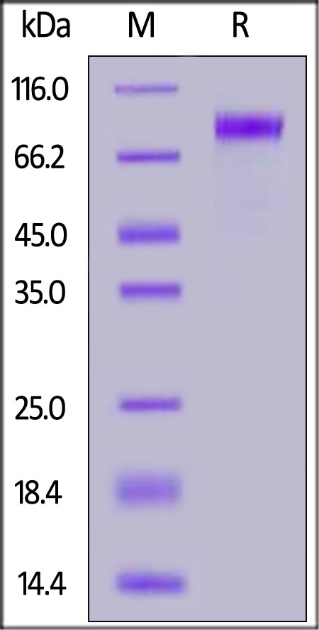 LIV-1 / SLC39A6 Recombinant Protein