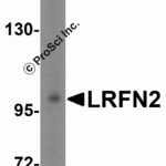 Western blot analysis of LRFN2 expression in mouse brain tissue lysate with LRFN2 antibody at 1 μg/ml.