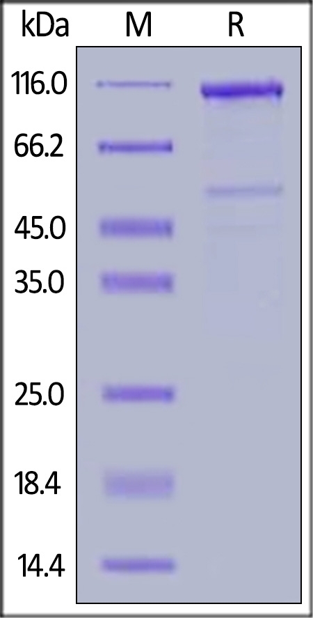 LRP-6 (20-630) Recombinant Protein